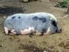 hanuri.hog.letsrollforums.com.911.jpg
